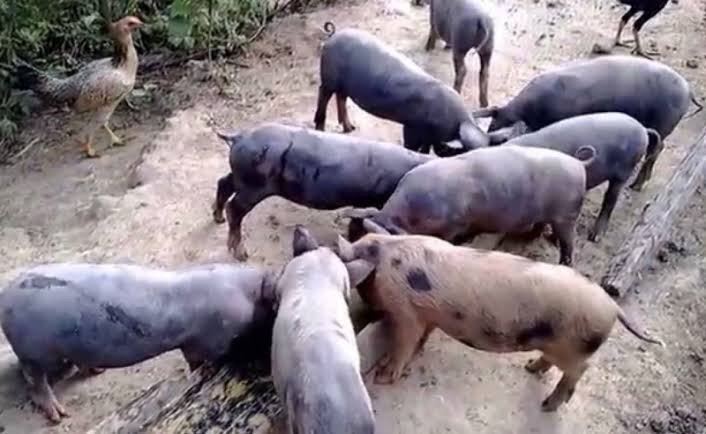 Por que há tantos porcos soltos pelas vielas da Rocinha? A resposta vai além da curiosidade: está na falta de serviços básicos.