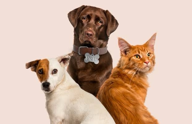 AGORA É LEI | PROIBIDO O USO DE ANIMAIS EM TESTES DE COSMÉTICOS