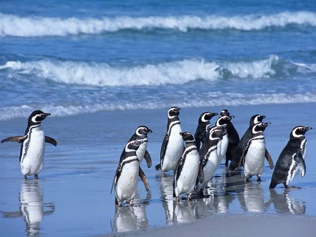 Mais de 3.200 pinguins morreram no litoral brasileiro em 2025
