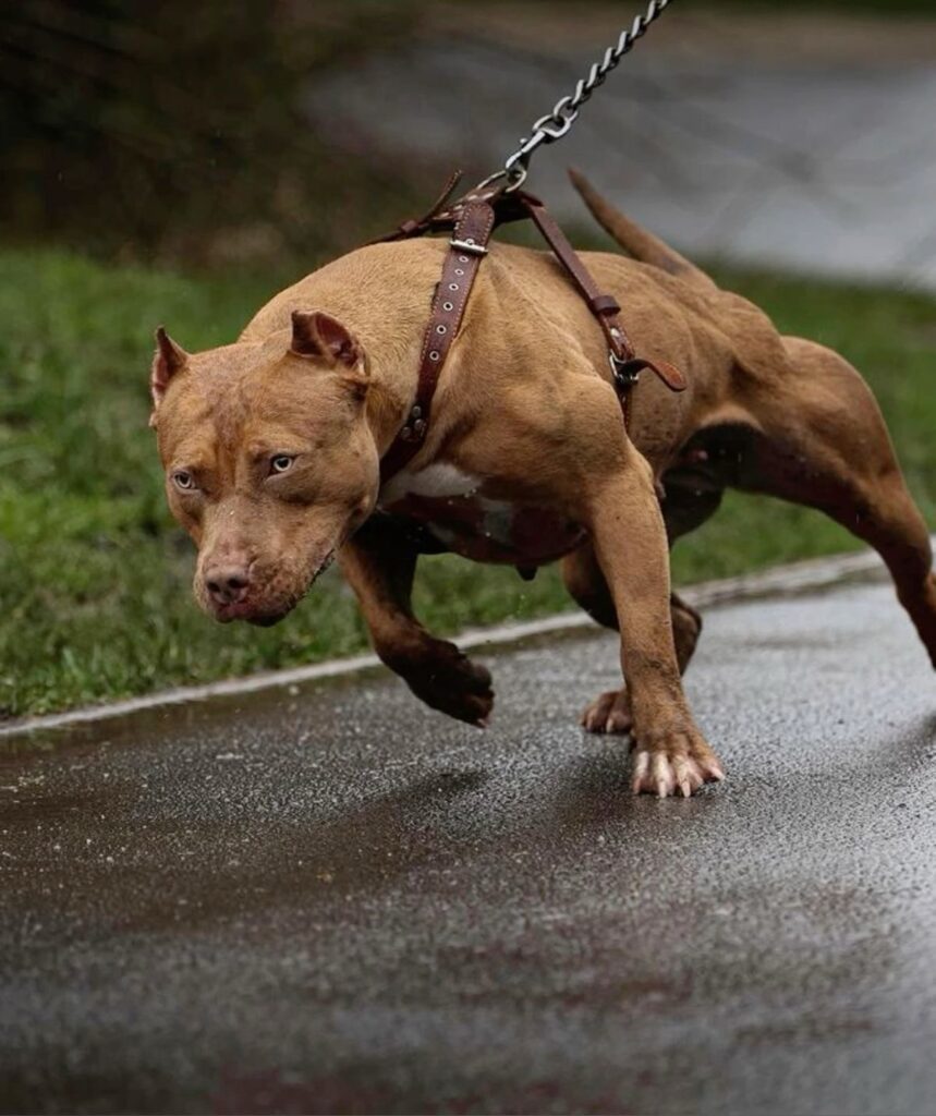 ASSEMBLEIA LEGISLATIVA DE ALAGOAS DISCUTIRÁ POSSE E CIRCULAÇÃO DE CÃES CONSIDERADOS AGRESSIVOS
