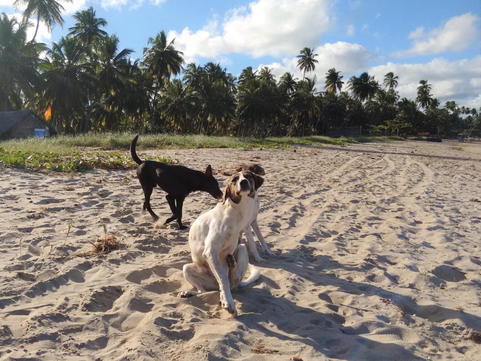 Alagoas promove Campanha de Vacinação Antirrábica para cães e gatos a partir desta segunda-feira