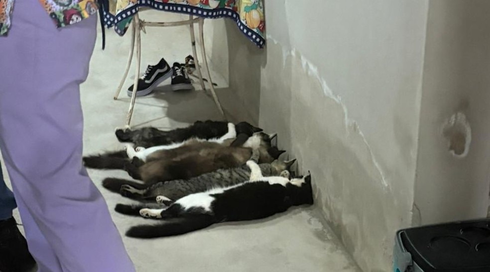 Três são presos por esquema que oferecia R$ 50 por sangue de gatos