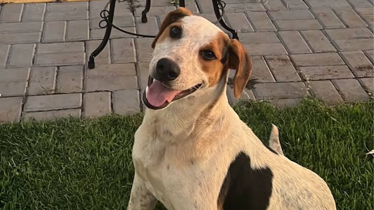 Cachorro comunitário é morto a tiros no PR em novo episódio de violência contra animais