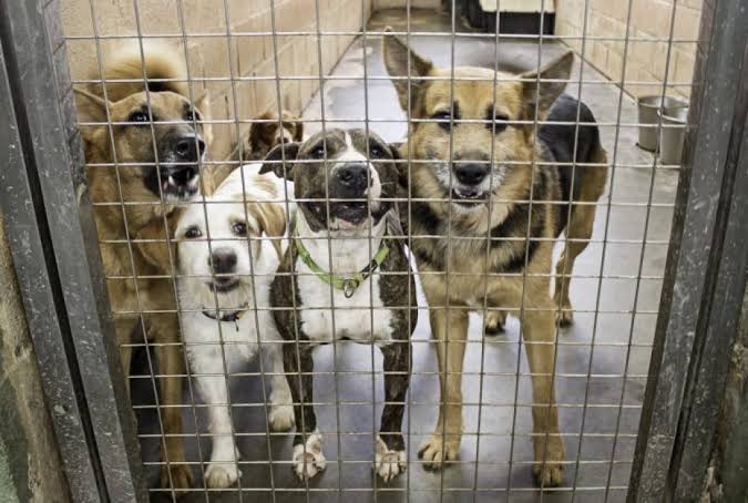 JULHO DOURADO | Agora é lei, o mês de julho será dedicado à promoção da saúde animal e à prevenção de zoonoses