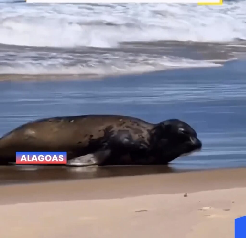 O ELEFANTE- MARINHO BATIZADO DE “LEÔNCIO” SEGUE EM ROTEIRO E APARECE NA PRAIA DO FRANCÊS.
