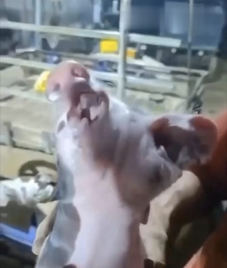 CONDIÇÃO RARA: PORCO NASCE COM DUAS FACES NO ESPÍRITO SANTO
