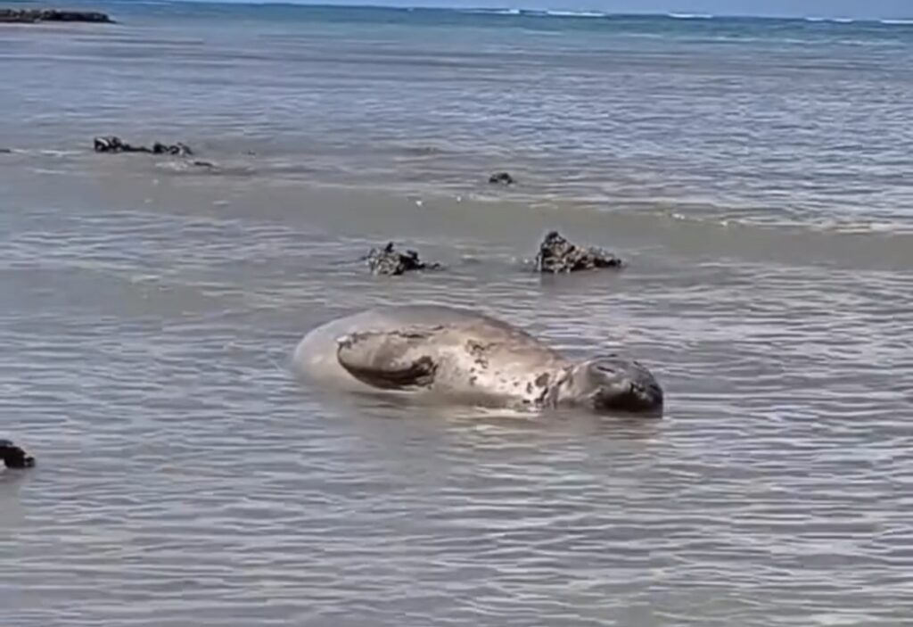 Elefante-marinho que descansa no litoral alagoano chega a Maceió