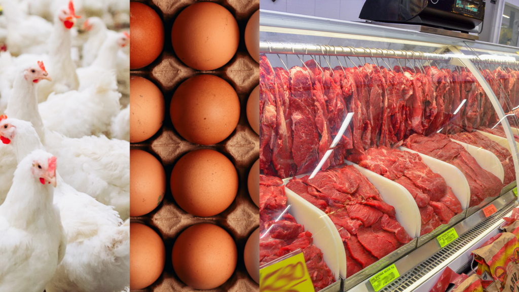 OVOS, FRANGO E CARNE SUÍNA ENTRAM NO RADAR DE AUMENTO APÓS GUERRA NO IRÃ