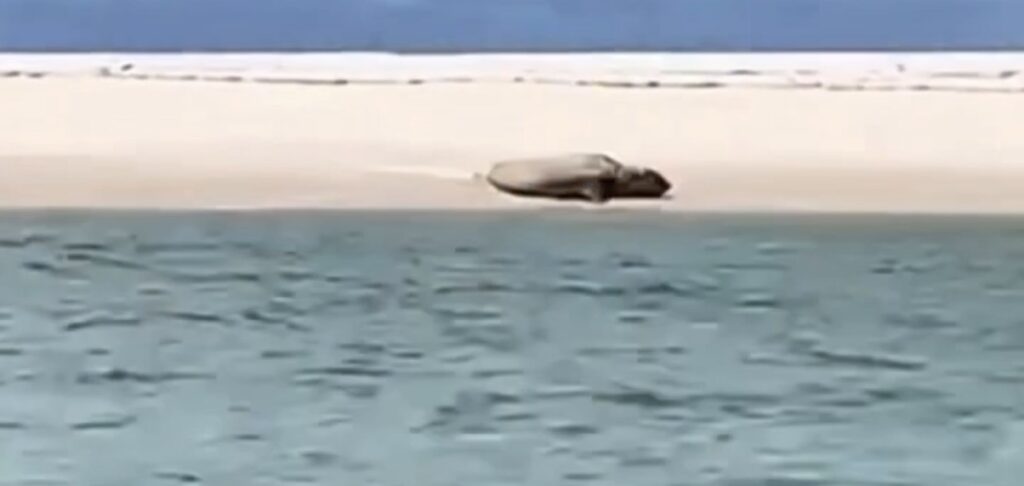 Elefante-marinho é avistado em Barra Nova após passagem por Maceió