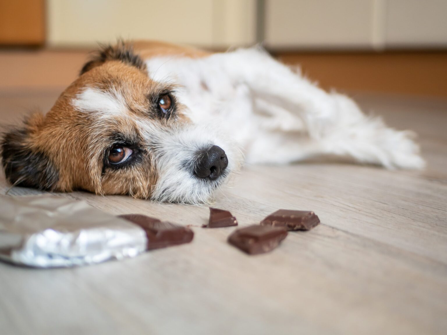 POR QUE O CHOCOLATE PODE INTOXICAR CÃES E GATOS? VETERINÁRIA RESPONDE.