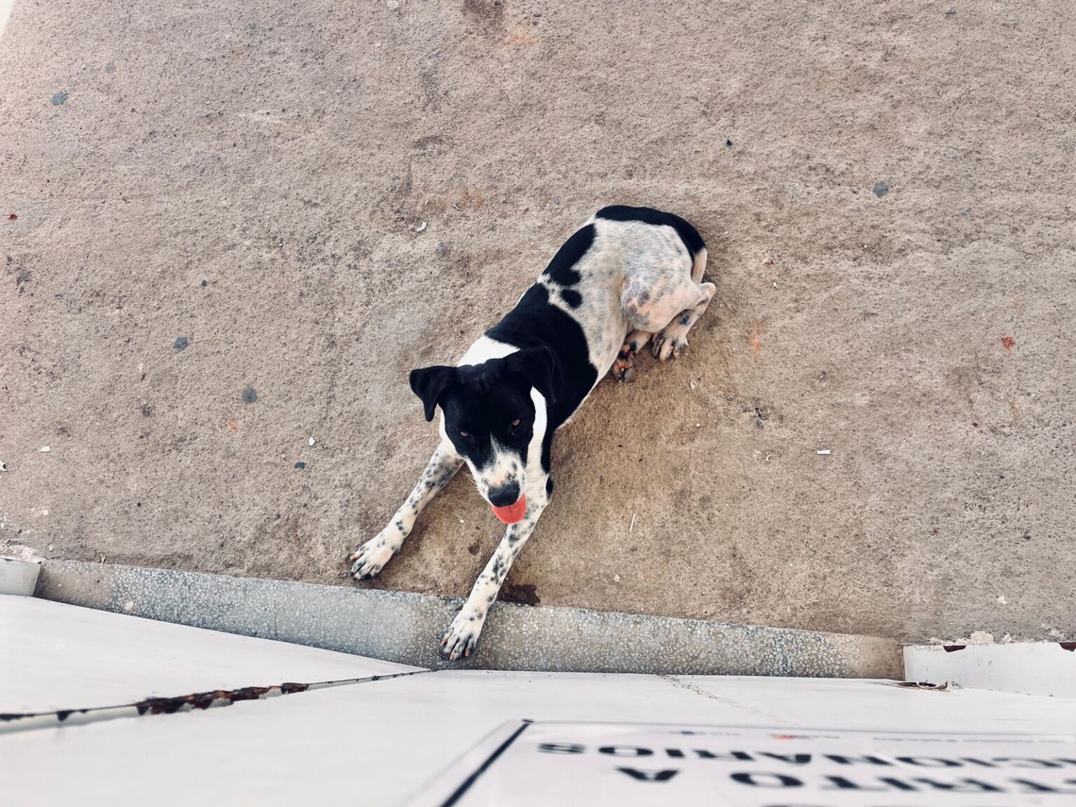 PACIENTE DO HOSPITAL DR. IB GATTO SE RECUPERA EM CASA AO LADO DO CÃO MARLEY