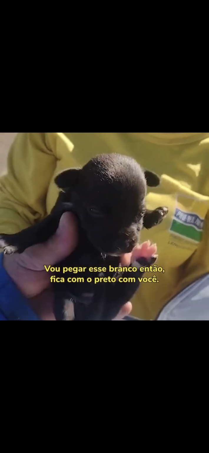 FILHOTES DE CACHORRO SÃO SALVOS POR COLETORES MINUTOS ANTES DE COMPACTAÇÃO EM CAMINHÃO DE EM LIXO EM SP.