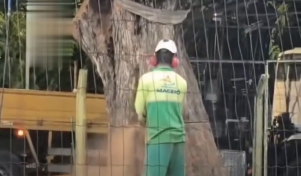 URBANISTA DENUNCIA PODAS INADEQUADAS E POSSÍVEL DANO AMBIENTAL EM MACEIÓ