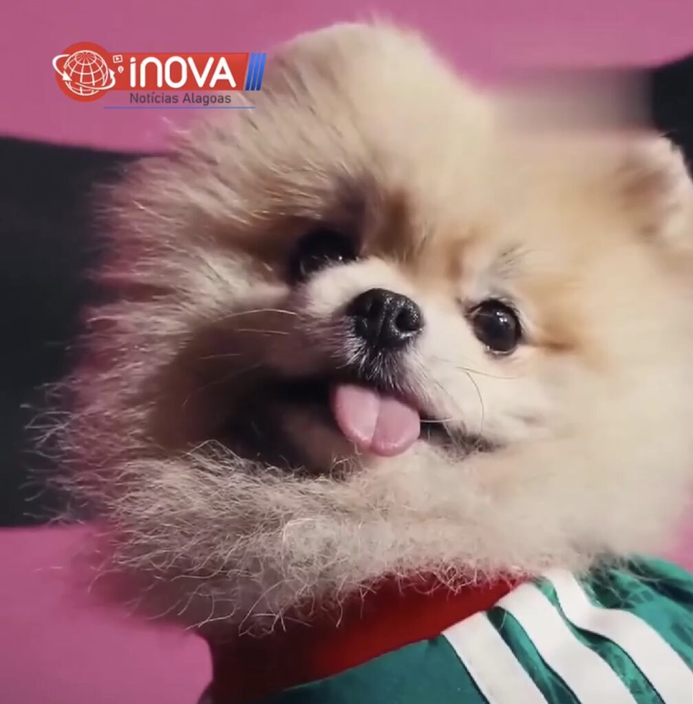 ADIDAS ANUNCIA COLEÇÃO PARA PETS COM OS UNIFORMES DA COPA DO MUNDO 2026