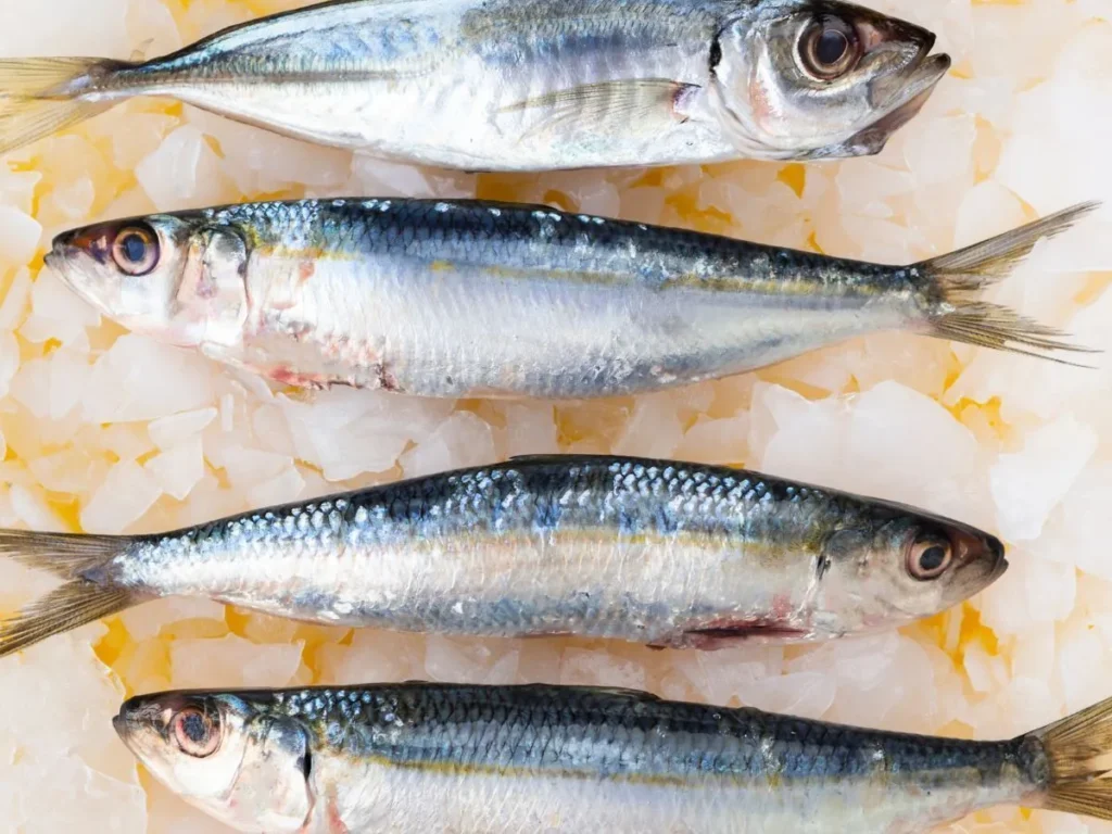 ANVISA DETERMINA RECOLHIMENTO DE LOTE DE SARDINHA POR CONTAMINAÇÃO POR SALMONELLA