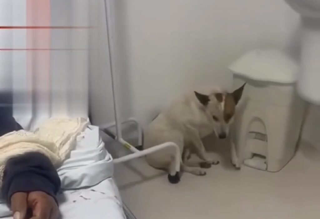 CÃO É LEVADO PARA UPA COM TUTORA PARA “CUIDAR” DELA EM SC.
