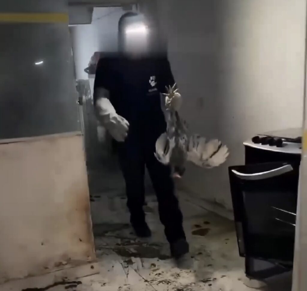 OPERAÇÃO RESGATA 50 ANIMAIS EM CLÍNICA IRREGULAR EM GUARULHOS (SP).