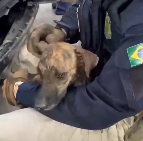 Ação da PRF resgata cachorro preso em para-choque, no município de São José de Mipibu/RN