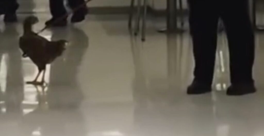Galinha de estimação passeia de coleira em shopping no interior de SP e vídeo viraliza