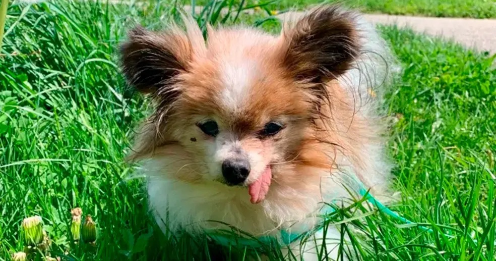 LAZARE, CACHORRO ”’MAIS VELHO DO MUNDO”, MORRE AOS 30 ANOS