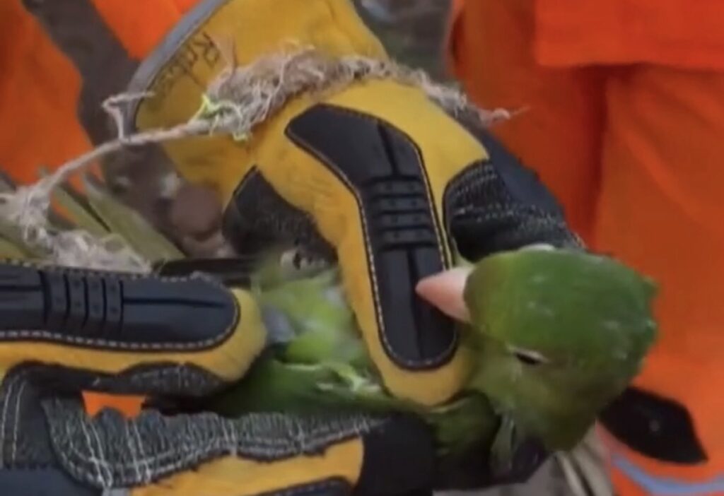 BOMBEIROS RESGATAM MARITACA PRESA ‘EM LINHA DE PIPA