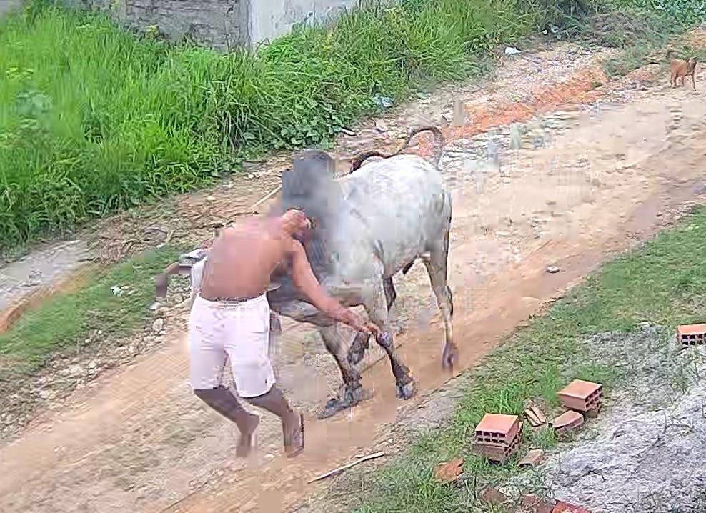 Vídeo mostra homem sendo atingido e arremessado por boi em Paudalho, na Mata Norte