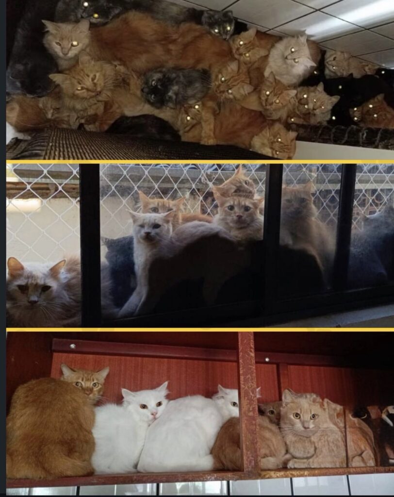 MULHER VIRA ALVO DA POLÍCIA APÓS MANTER 400 GATOS EM APARTAMENTO NO INTERIOR DE SC