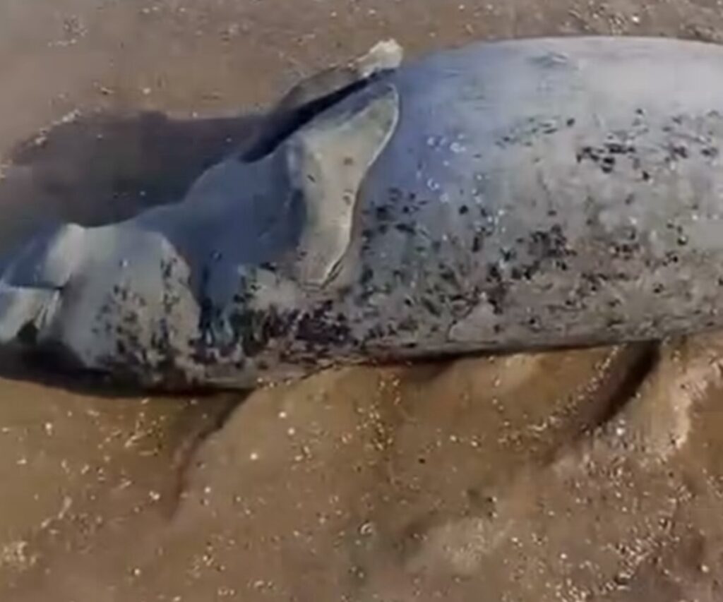 Peixe-boi é encontrado mOrto na área de embarcações em Maragogi