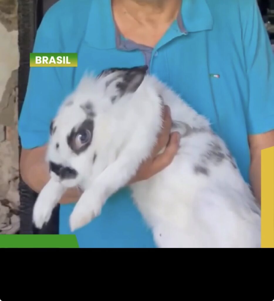 Coelha percebe incêndio, acorda moradores na madrugada e ajuda a salvar família em Manaus.