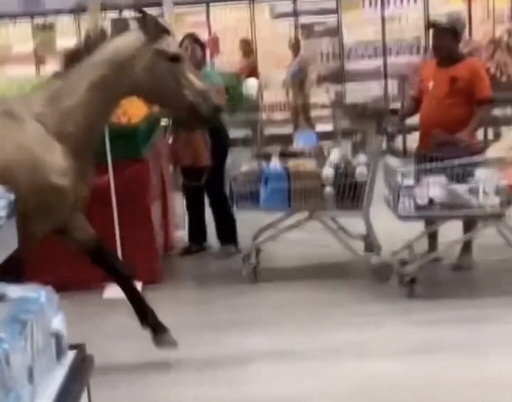Cavalo é flagrado passeando dentro de supermercado no Recife