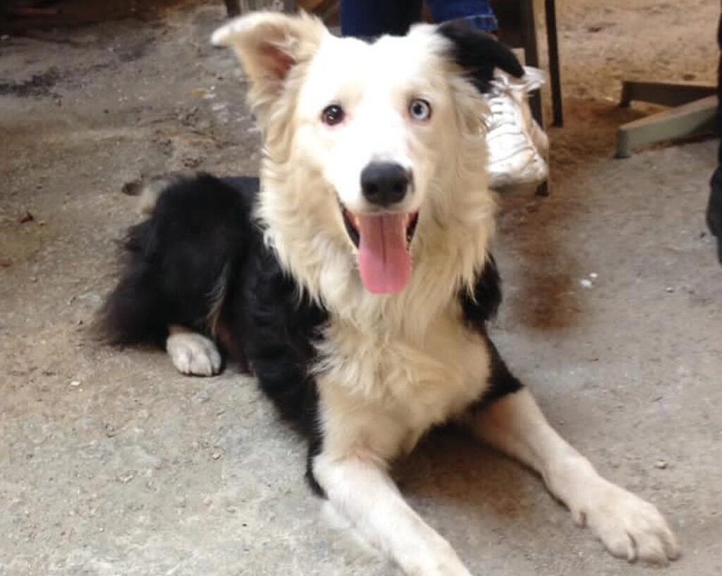 Cão se torna herói ao resgatar vítimas de terremoto na Venezuela