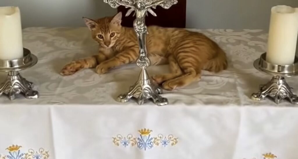 Padre flagra gato tirando cochilo no altar e viraliza nas redes sociais