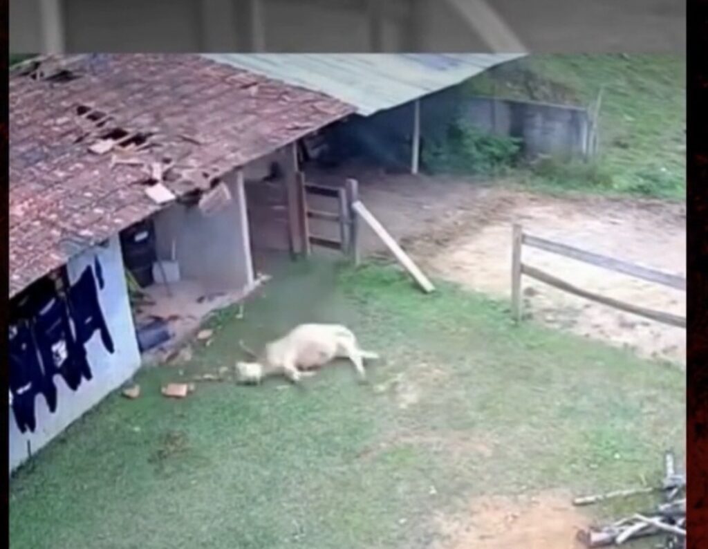 VACA CAI DE TELHADO DE CASA EASSUSTA MORADORES EM SANTA CATARINA
