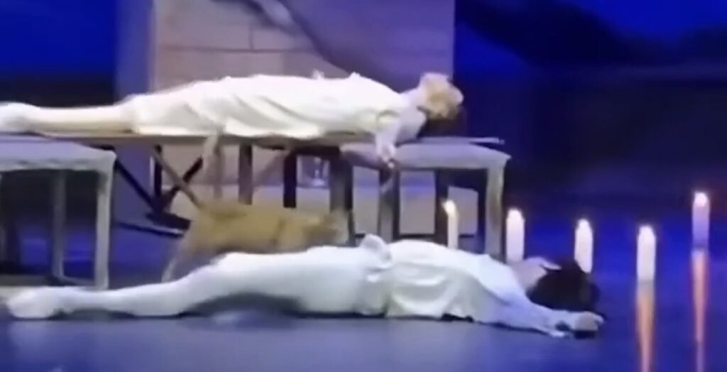 Gato sobe ao palco durante apresentação do Balé Imperial Russo ao ver Romeu”mOrto” e rouba a cena