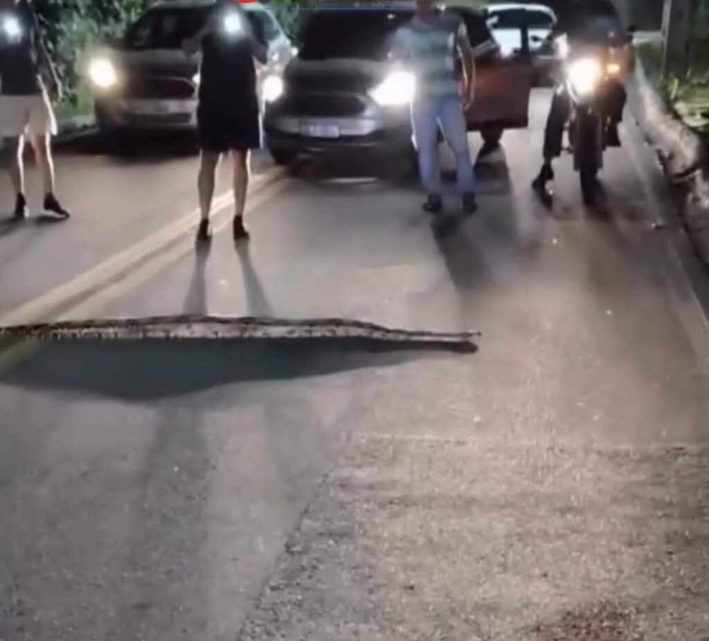 Jibóia é vista atravessando a ladeira de Fernão Velho, em Maceió