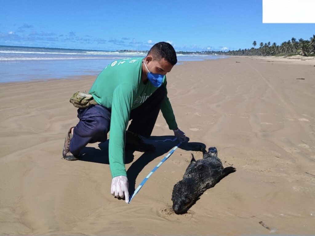 Lobo-marinho encontrado em Jequiá da Praia é localizado morto no litoral Sul de Alagoas