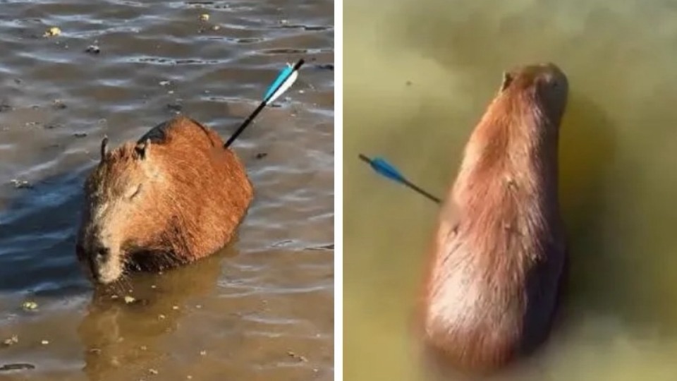 Capivara atingida por flecha morre após ser resgatada na Represa Guarapiranga, em São Paulo