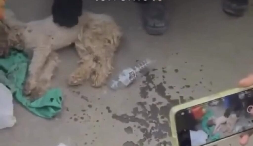 Poodle é encontrado com vida 29 dias sob escombros ao lado da dona morta após terremoto