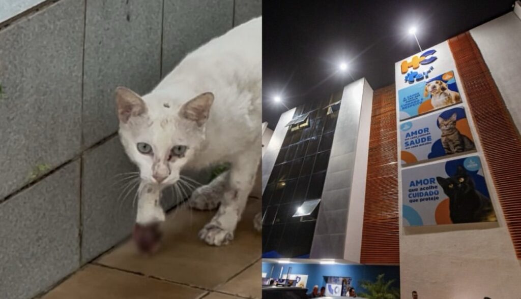 Tutora denuncia falta de atendimento a gato ferido no HC Pet; animal morreu horas depois