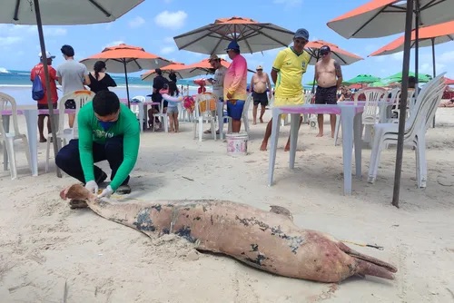 Golfinho é encontrado morto com marcas de mordidas de tubarão na Praia do Francês