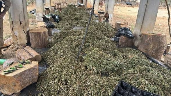 PF DEFLAGRA OPERAÇÃO CONTRA CULTIVO ILÍCITO DE MACONHA EM AL, BA E PE